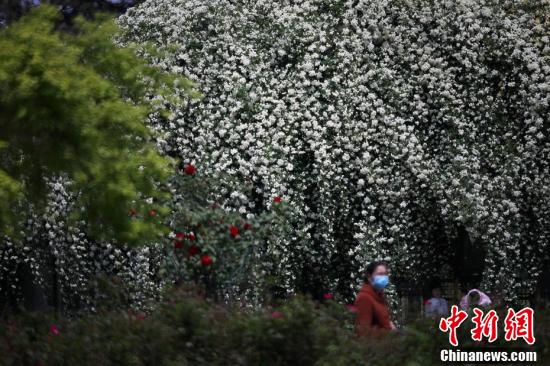 まるで「滝」のように咲き誇る花々　江蘇省南京玄武湖畔
