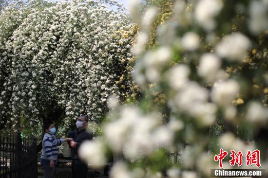まるで「滝」のように咲き誇る花々　江蘇省南京玄武湖畔