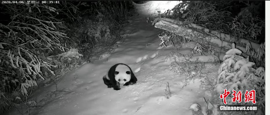 怪我で歩行困難な野生パンダの姿が監視カメラに　甘粛省