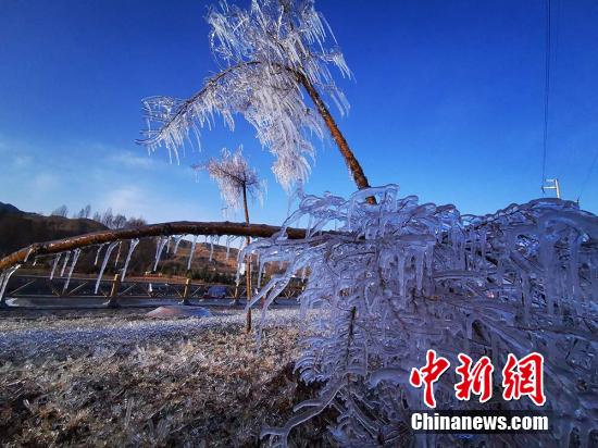 氷結した木の枝や草の葉に透明な琥珀の輝き　甘粛省ユグル族自治県