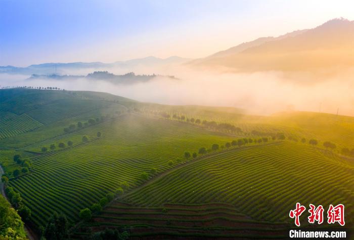 緑うるわしい有機栽培茶畑に白くたなびく霧のベール　江西省婺源