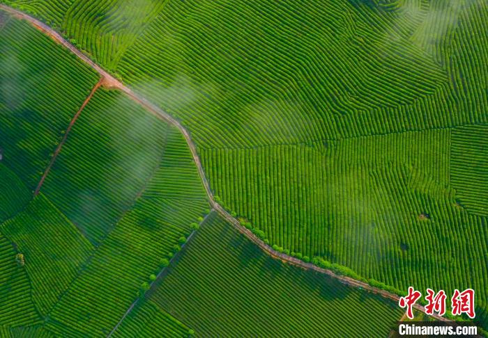 緑うるわしい有機栽培茶畑に白くたなびく霧のベール　江西省婺源