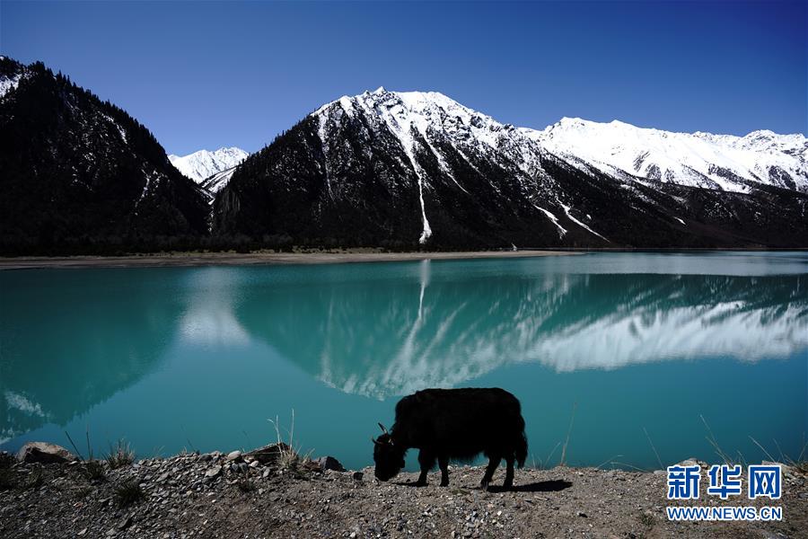 青空と雪山、湖水が織りなす美しき然烏湖の絶景　チベット