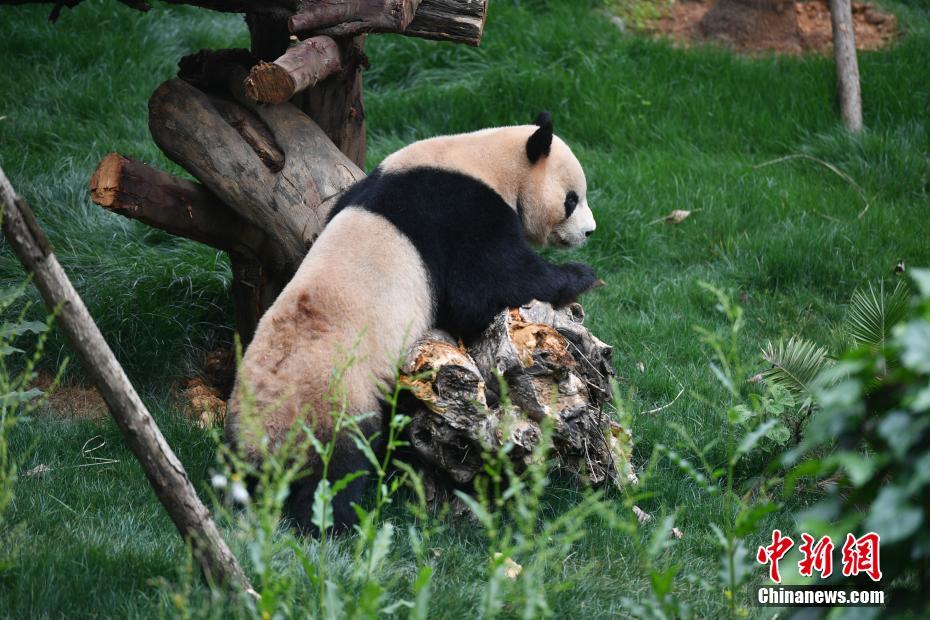 雲南野生動物園パンダ館、改造後の一般公開を再開　雲南省