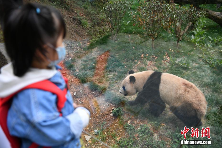雲南野生動物園パンダ館、改造後の一般公開を再開　雲南省