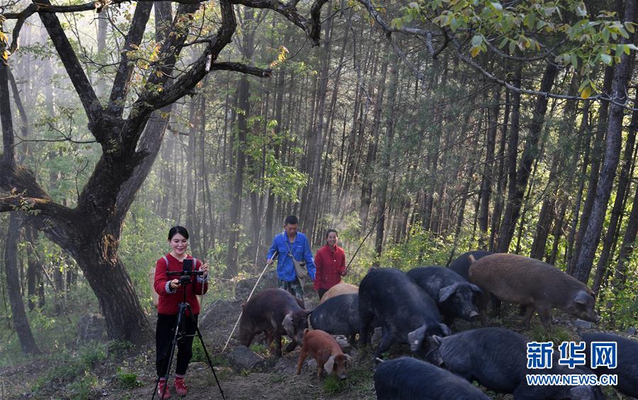 秦嶺の山奥で養豚に従事する1990年代生まれの女性　陝西省