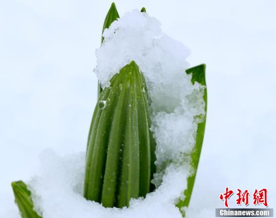 国境の町・黒竜江省饒河で50年ぶりとなる5月のみぞれ雪を観測