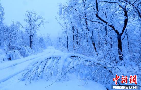 国境の町・黒竜江省饒河で50年ぶりとなる5月のみぞれ雪を観測
