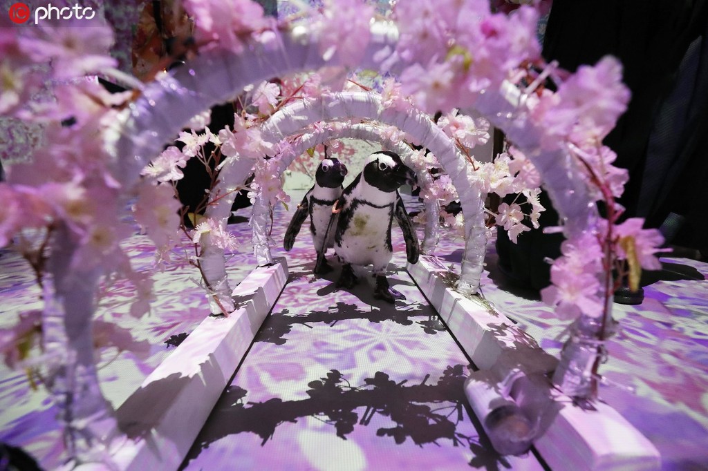 「桜のトンネル」の間をヨチヨチと歩く2羽のペンギン（写真著作権は東方ICが所有のため転載禁止）。