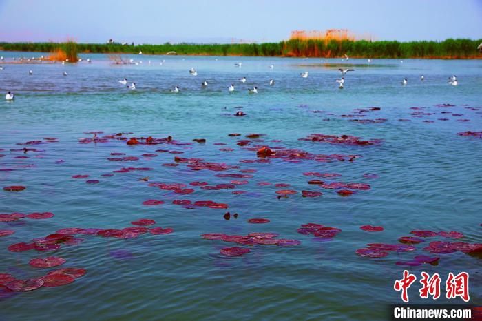 色彩鮮やかな景色広がる初夏の新疆博斯騰湖