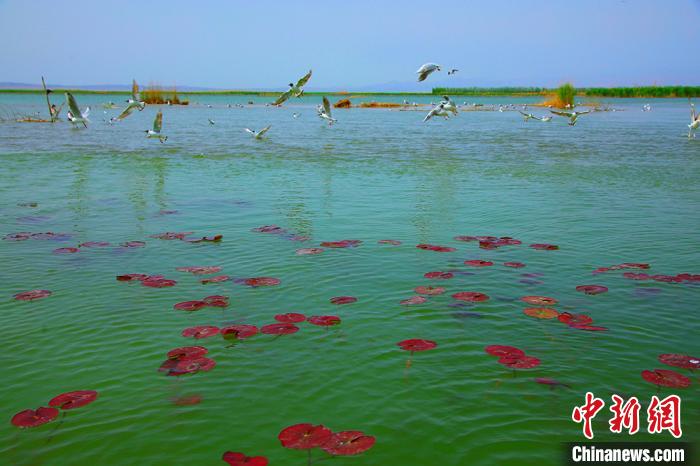色彩鮮やかな景色広がる初夏の新疆博斯騰湖