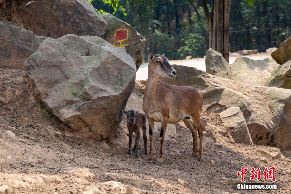 「母の日」の動物園は母子の愛情溢れるシーンがいっぱい　重慶
