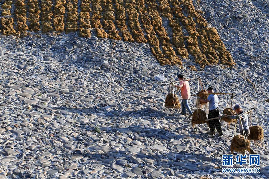 早朝、宣紙の原料であるワラやセイタンの樹皮などを天日干しするために、山の斜面を登る安徽省涇県の宣紙工場の作業員。