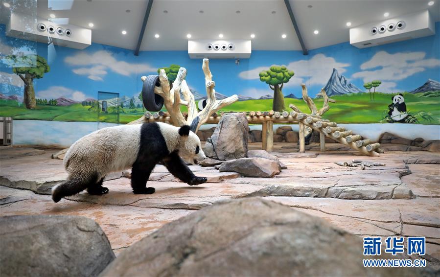 5月21日、鞍山市二一九動物園パンダ館の新たな環境での生活をスタートさせたパンダの「青城（チンチョン）」（撮影・姚剣鋒）。