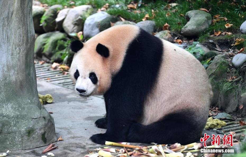 夏の光の下、可愛さ溢れるパンダたち　四川省成都