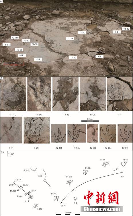 中国科学院チームが新疆ジュンガル盆地で世界最大の恐竜足跡化石を発見