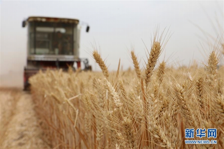 芒種の季節　各地は小麦の収穫で大忙し