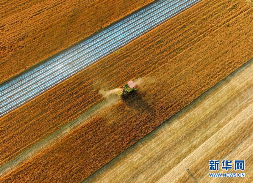 芒種の季節　各地は小麦の収穫で大忙し