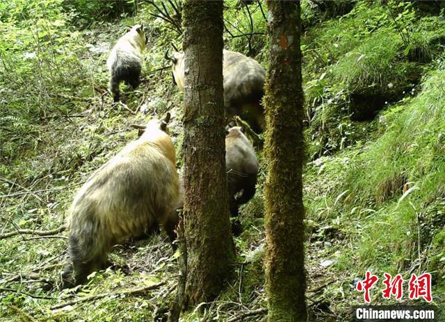 国家一級保護動物「ターキン」の撮影に初めて成功　四川省北川