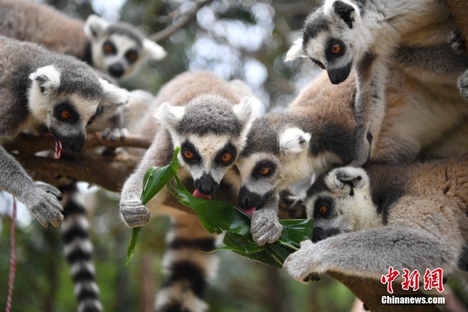 端午節を控え「特製ちまき」を楽しむ動物たち　雲南野生動物園