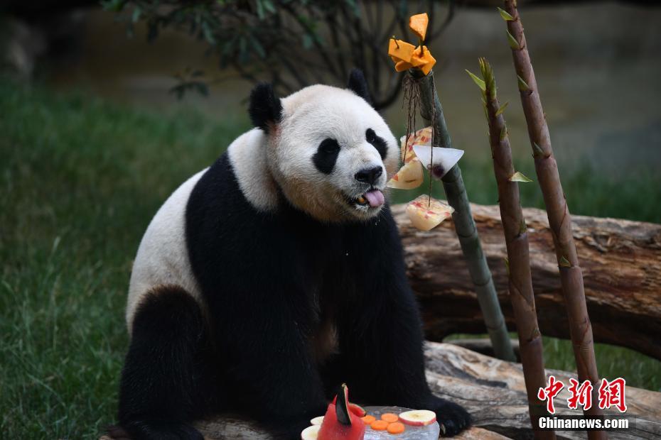 端午節を控え「特製ちまき」を楽しむ動物たち　雲南野生動物園