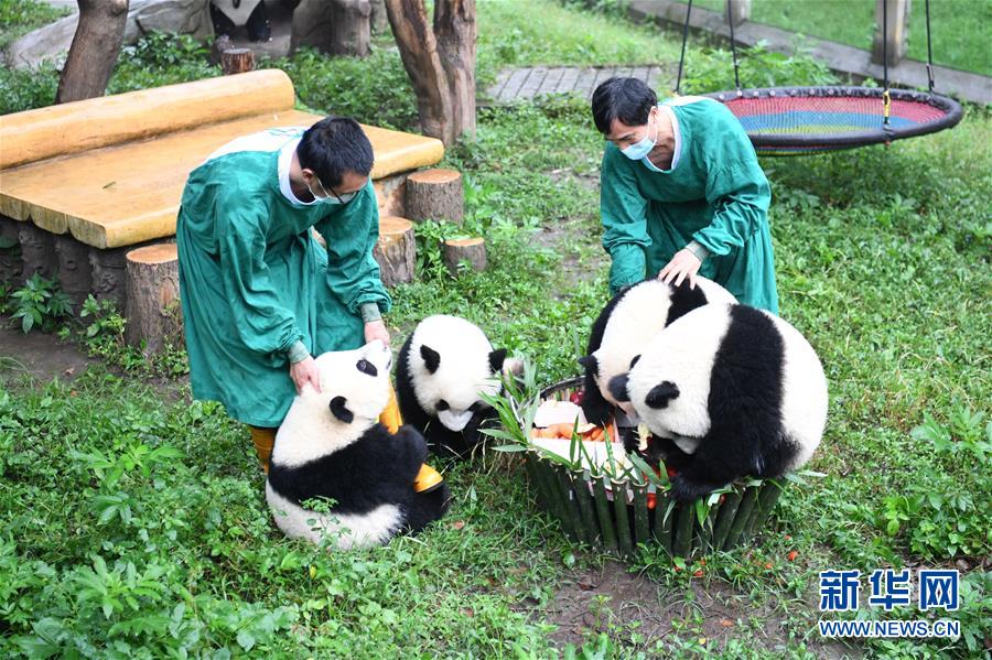 6月23日、重慶動物園で、満1歳の誕生日会で「バースデーケーキ」を楽しむ4頭のパンダ（撮影・唐奕）。