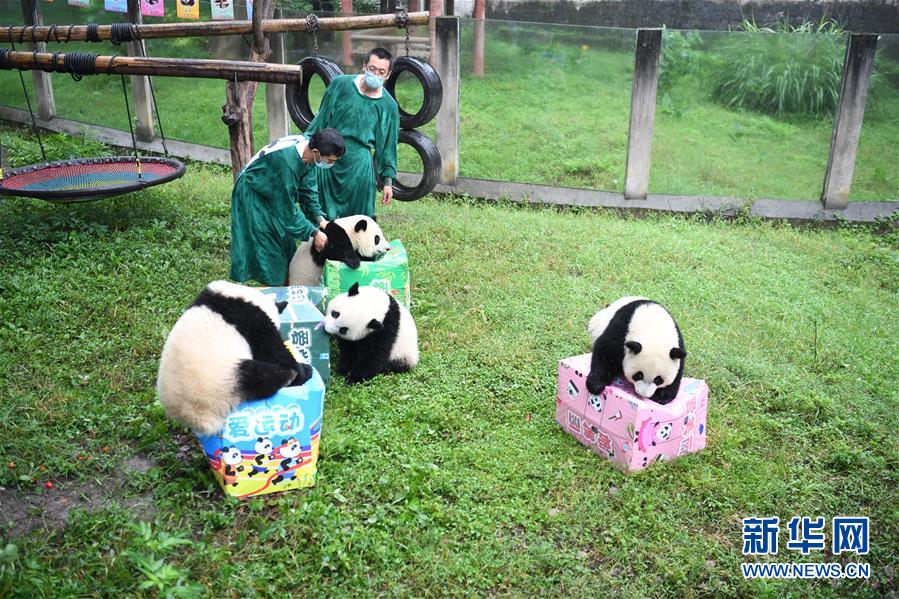 重慶動物園でパンダ4頭が1歳の誕生日をお祝い