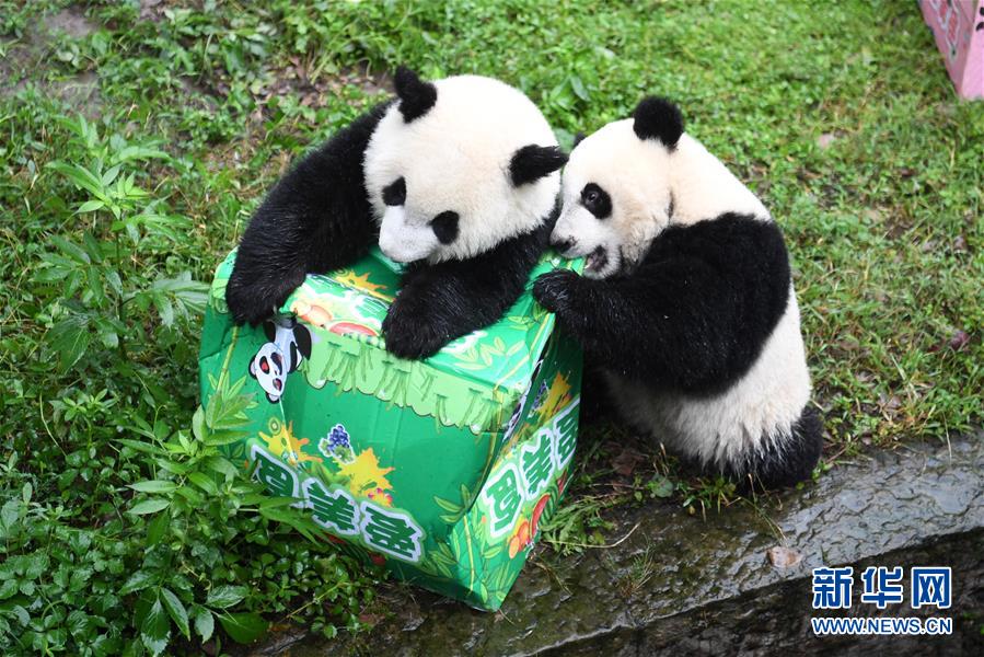 重慶動物園でパンダ4頭が1歳の誕生日をお祝い