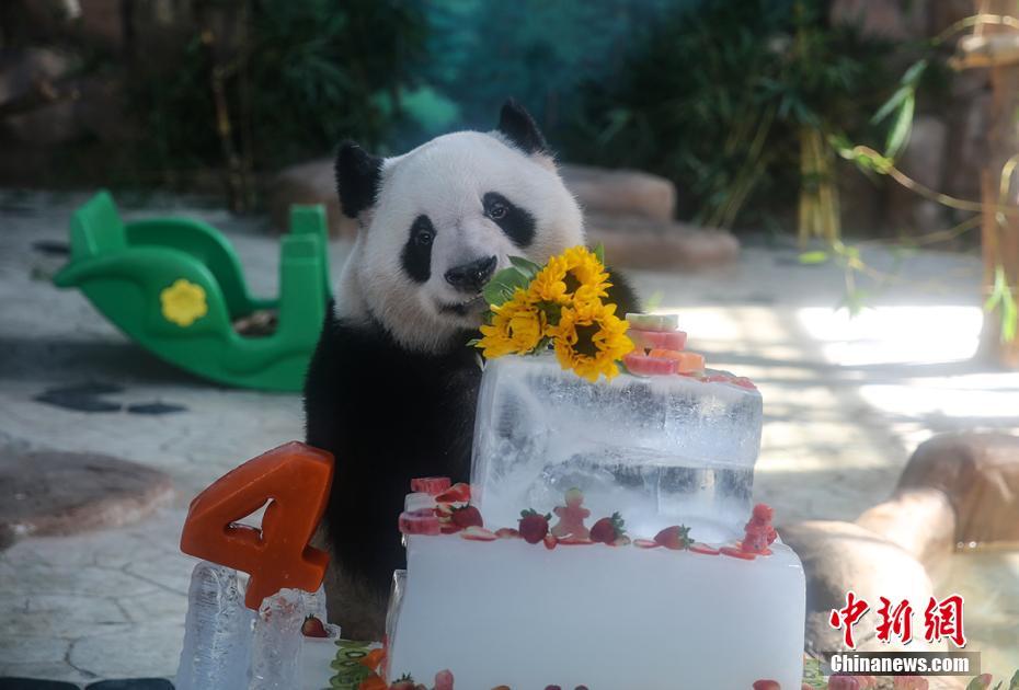 特製の「ひんやりバースデーケーキ」で誕生日を祝うパンダの兄妹（写真提供・南寧市動物園）。