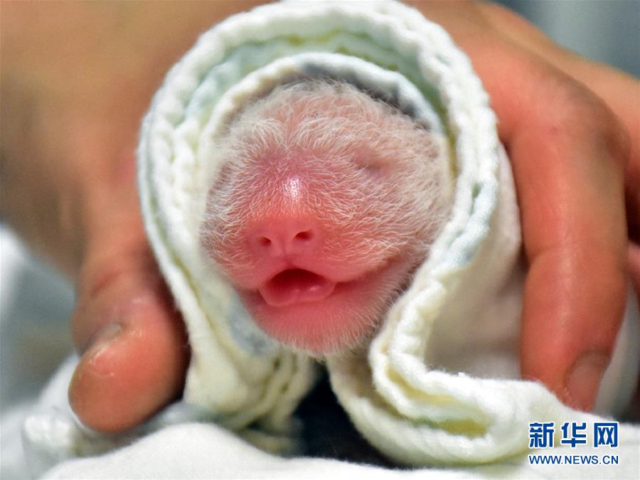6月28日、誕生したばかりのパンダの赤ちゃん（資料提供・台北市立動物園）。