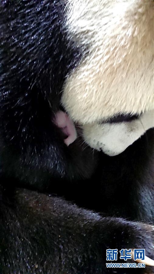 大陸部から台湾地区に寄贈されたパンダ「圓圓」が第2子を無事出産