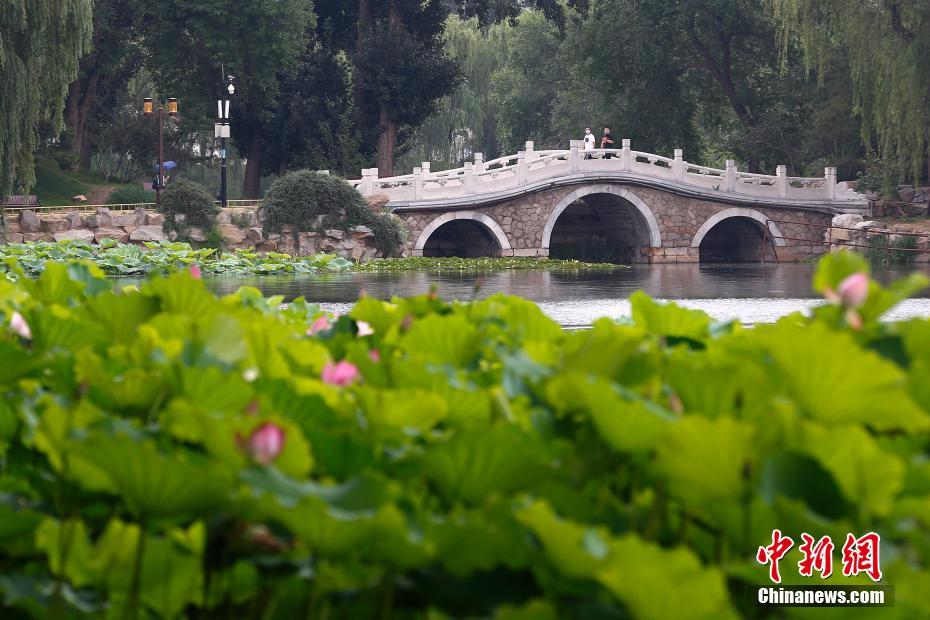 6月29日、北京市の円明園遺跡公園でハスの花を観賞する来園者（撮影・韓海丹）。