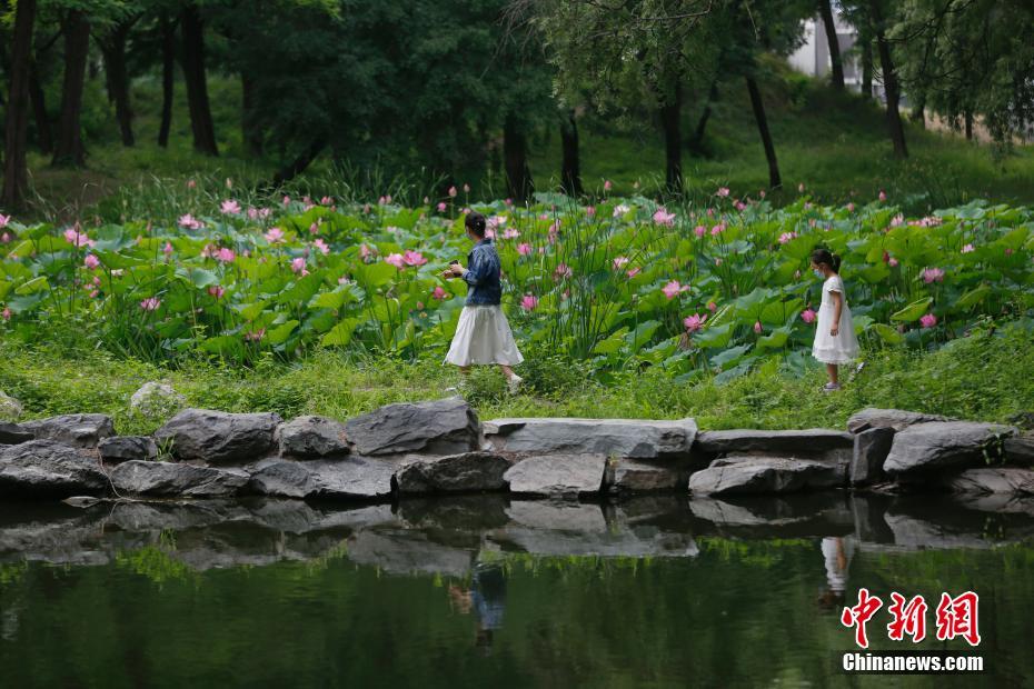 円明園でハスの花が満開　北京 