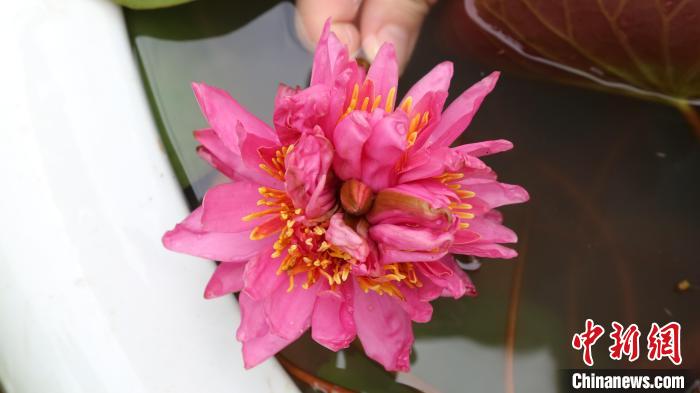 広州で1つの茎に7つの花もつスイレン開花、ギネス申請へ　広東省