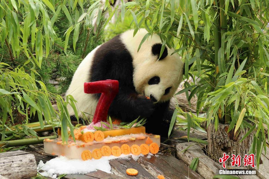 パンダ「夢夢」がドイツのベルリン動物園で7歳の誕生日