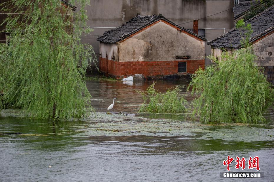 南京石臼湖の水位上昇続く　江蘇省