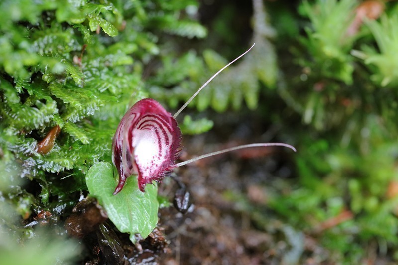 雲南省、新たなコリバス属の植物が発見