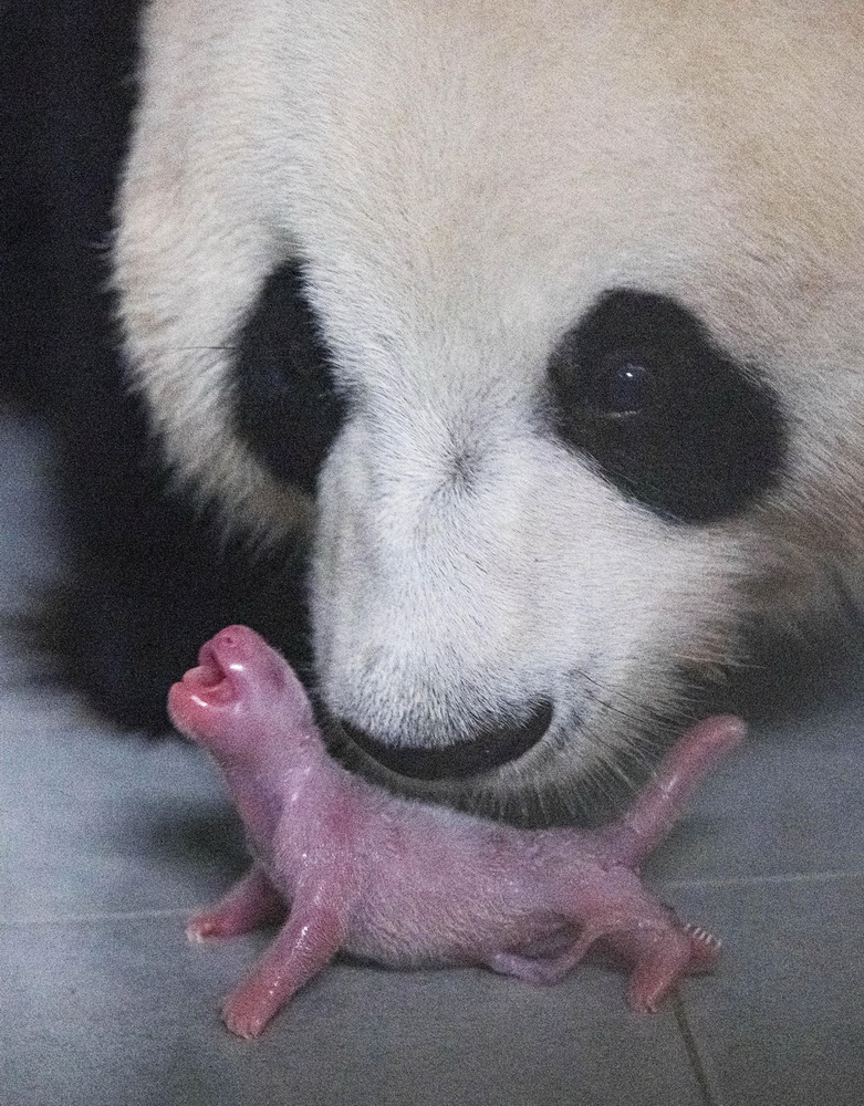 韓国のジャイアントパンダが雌の赤ちゃんを無事出産