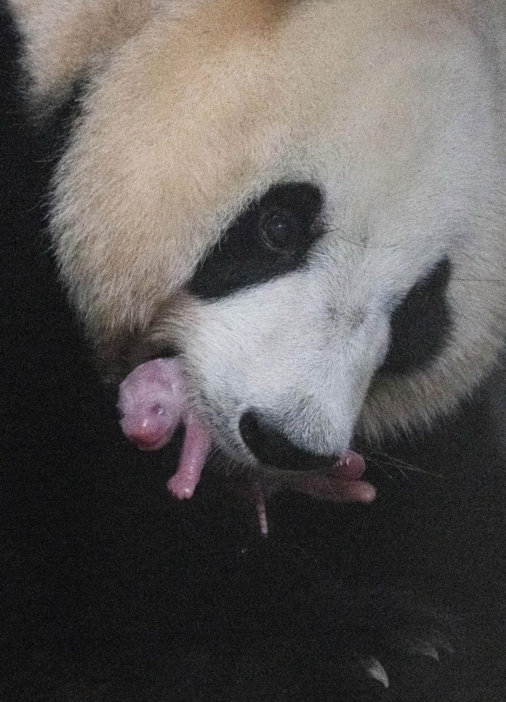 韓国のジャイアントパンダが雌の赤ちゃんを無事出産