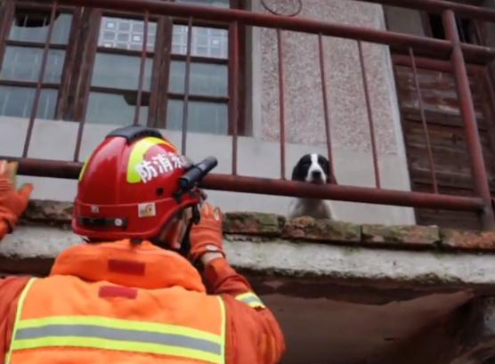 洪水で取り残された子犬を消防員が救助！「どの命も尊さに変わりなし」