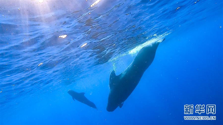 中国の科学研究者、南中国海でマッコウクジラなどを調査