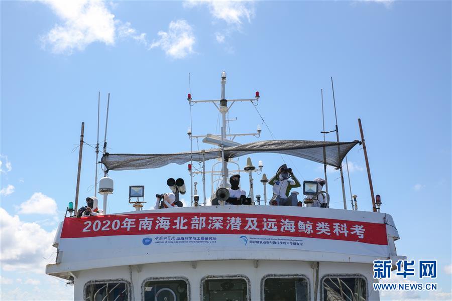中国の科学研究者、南中国海でマッコウクジラなどを調査