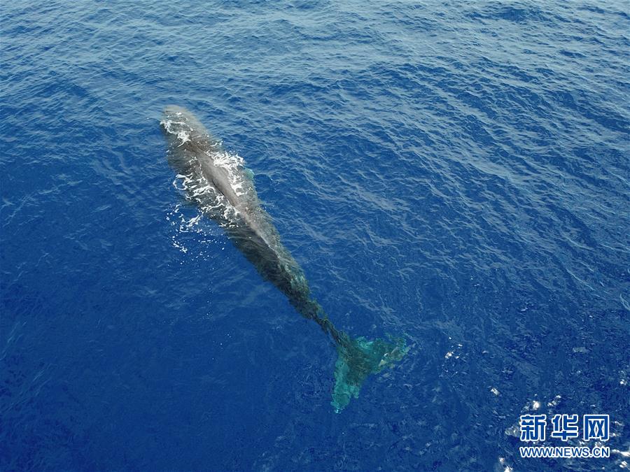 中国の科学研究者、南中国海でマッコウクジラなどを調査