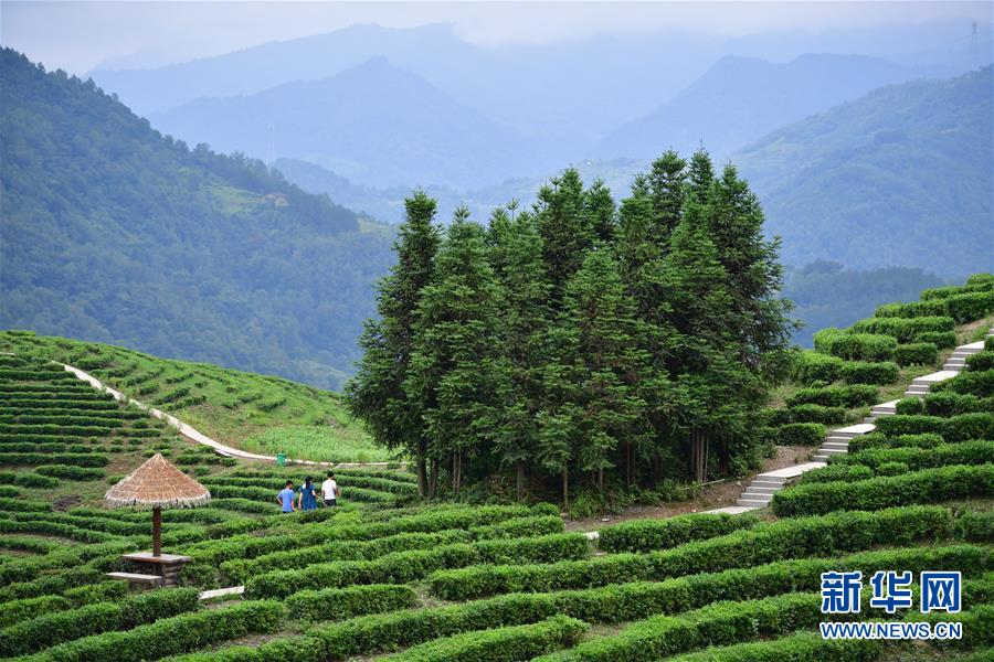 様々な措置を通じて農民の増収を後押し　陝西省南エリア