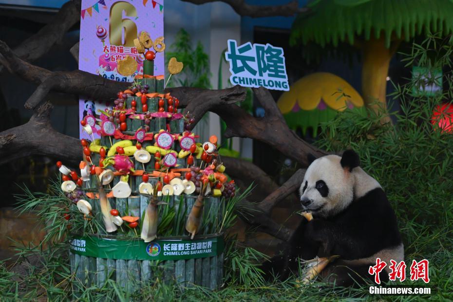 世界で唯一の「三つ子」パンダが6歳に　広東省
