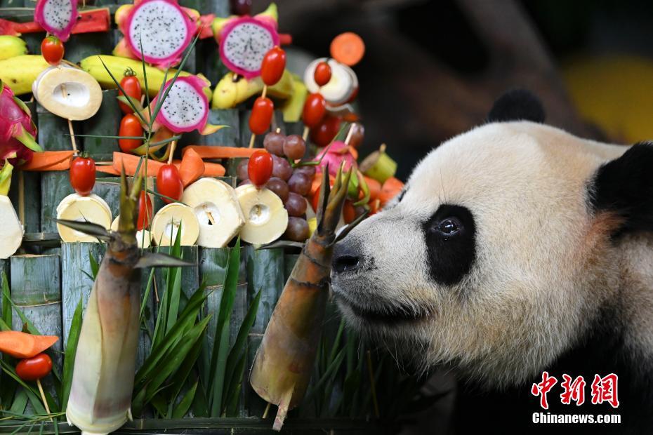 世界で唯一の「三つ子」パンダが6歳に　広東省