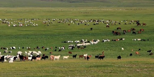 モンゴルが9月に中国に羊3万頭を寄贈へ