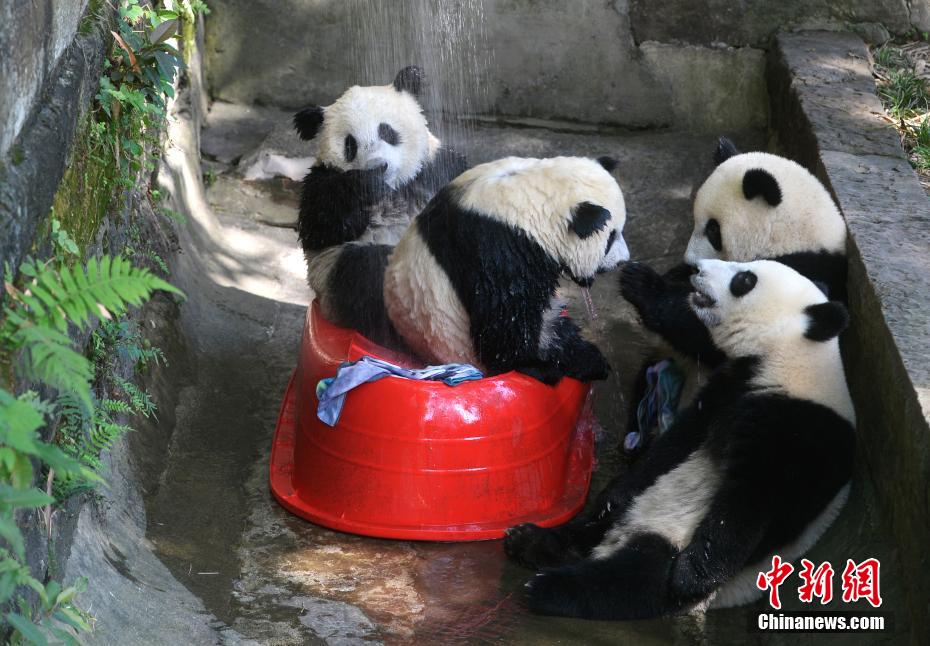 重慶の気温は40度！動物園が動物たちに暑さ対策