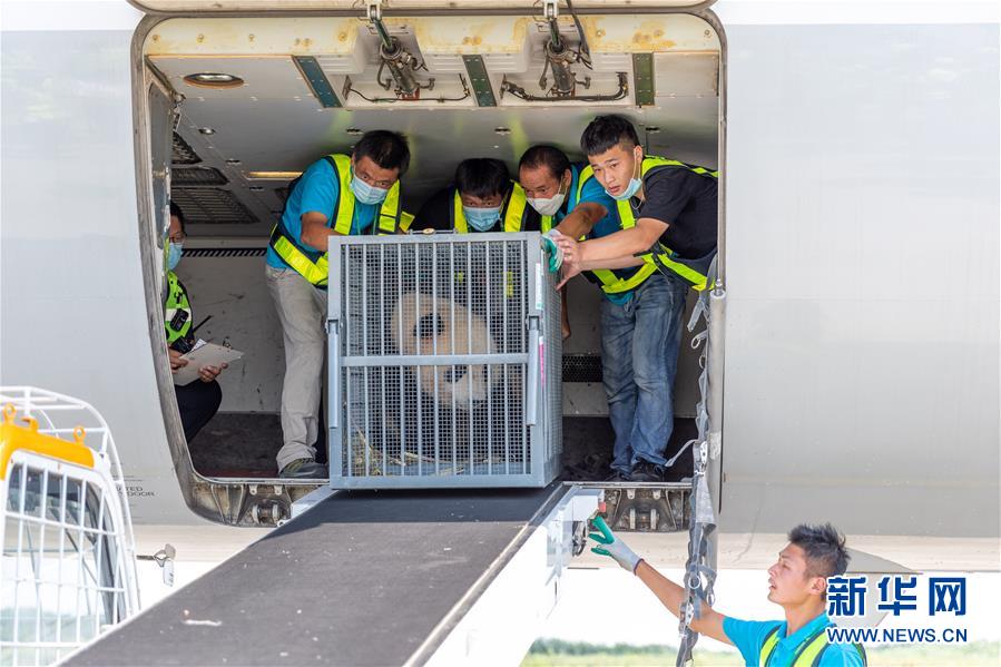 ジャイアントパンダ2頭が飛行機に乗ってお引越し！江蘇省揚州
