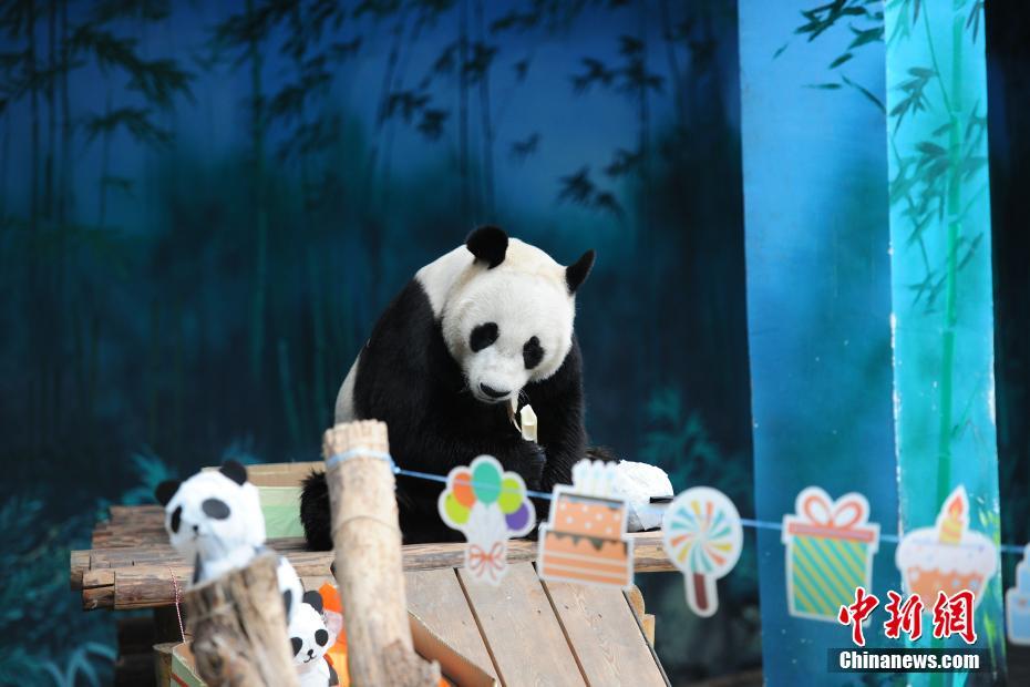 瀋陽森林動物園でパンダの誕生日をお祝い　遼寧省